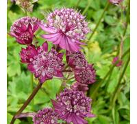 6 plants de Astrantia major 'Lars' | Pot de 9x9 cm