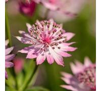 6 plants de Astrantia major 'Roma' | Pot de 9x9 cm