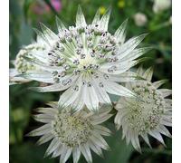 6 plants de Astrantia major 'Snow Star' | Pot de 9x9 cm
