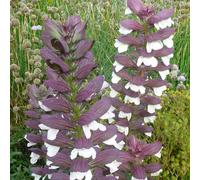 6 plants de "Bärenklaue" (Acanthus mollis 'Albiflorus') | Pot de 9x9 cm