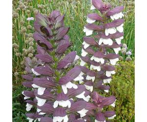 6 plants de "Bärenklaue" (Acanthus mollis 'Albiflorus') | Pot de 9x9 cm