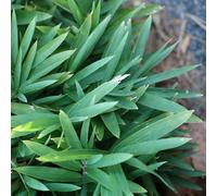 6 plants de bambou nain - Pleioblastus pygmaeus 'Distichus' | Pot de 9x9 cm