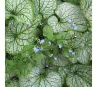 6 plants de Brunnera macrophylla 'Jack Frost' (Myosotis du Caucase) | Pot de 9x9 cm