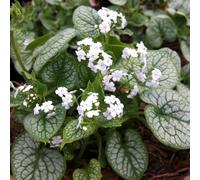 6 plants de Brunnera macrophylla 'Mr. Morse' (Myosotis du Caucase 'Mr. Morse') | Pot de 9x9 cm