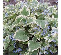 6 plants de Brunnera macrophylla 'Variegata' (Myosotis du Caucase panaché) | Pot de 9x9 cm