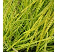 6 plants de Carex elata 'Aurea' (une variété de sége rigide) | Pot de 9x9 cm