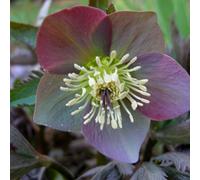 6 plants de Helleborus purpurascens (Hellebore d'Europe de l'Est) | Pot de 9x9 cm