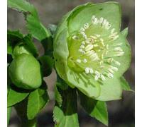 6 plants de Helleborus viridis (Nieswurz) | Pot de 9x9 cm