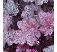 6 plants de Heuchera 'Plum Pudding' (Silberglöckchen) | Pot de 9x9 cm