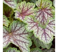 6 plants de Heuchère 'Green Spice' (Purpurglöckchen) | Pot de 9x9 cm