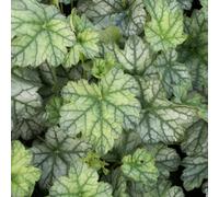 6 plants de Heuchère 'Mint Frost' (petites fleurs argentées) | Pot de 9x9 cm