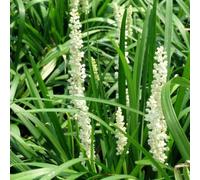 6 plants de Liriope muscari 'Monroe White' (également appelée "Glöckchentraube") | Pot de 9x9 cm