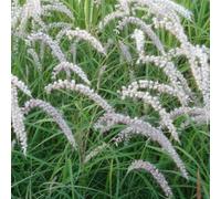 6 plants de *Pennisetum orientale* 'Tall Tails' | Pot de 9x9 cm