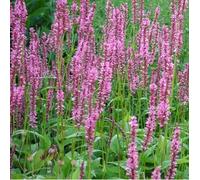 6 plants de Persicaria amplexicaulis 'Early Pink Lady' | Pot de 9x9 cm