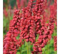 6 plants de Persicaria amplexicaulis 'Js Caliente' | Pot de 9x9 cm