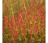 6 plants de Persicaria amplexicaulis 'Orange Field' | Pot de 9x9 cm