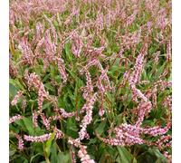 6 plants de Persicaria amplexicaulis 'Pink Elephant' | Pot de 9x9 cm