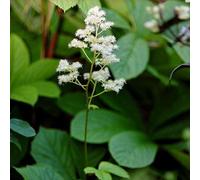 6 plants de Rodgersia aesculifolia (feuilles en forme de marrons) | Pot de 9x9 cm
