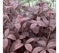 6 plants de Rodgersia pinnata 'Braunlaub' (Fiederblättriges Schaublatt) | Pot de 9x9 cm