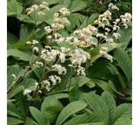 6 plants de Rodgersia sambucifolia (feuilles ressemblant à celles du sureau) | Pot de 9x9 cm