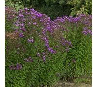 6 plants de Scheinaster (Vernonia crinita 'Mammuth') | Pot de 9x9 cm
