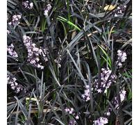 6 plants de "Schwarzblättriger Schlangenbart" (Ophiopogon planiscapus 'Niger') | Pot de 9x9 cm