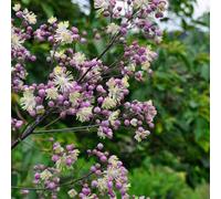 6 plants de Thalictrum 'Elin' | Pot de 9x9 cm