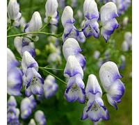 6 plants de "Weiß Blauer Eisenhut" (Aconitum cammarum 'Bicolor') | Pot de 9x9 cm