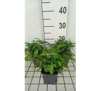 6 x Adiantum ped. 'Imbricatum' - Fiederspaltiger Venusaarfarn 'Imbricatum - Topf 9 x 9 cm