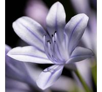 6 x agapanthe - agapanthus 'silberpfeil' - godet 9x9 cm