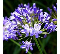 6 x Agapanthes hybrides - Agapanthes hybrida 'Charlotte'® | Pot de 9x9 cm