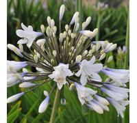6 x Agapanthes hybrides - Agapanthes hybrides 'Enigma' | Pot de 9x9 cm