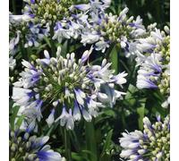6 x Agapanthes hybrides - Agapanthes hybrides 'Twister'® | Pot de 9x9 cm