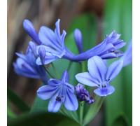 6 x agapanthus 'brillant blue'® - godet 9x9 cm