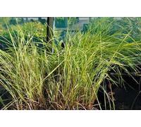 6 x Alopecurus prat. 'Aureovariegatus' - Renoncule dorée - pot 9x9cm