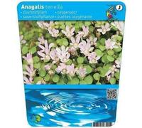 6 x Anagallis tenella - Floraya - Pot 11 x 11 cm