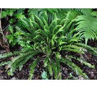 6 x Asplenium scol. 'Undulatum' - Fougère à langue de cerf ondulée - pot 9 x 9 cm