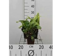 6 x Asplenium scolopendrium (phyllitis scol.) - Hirschzungenfarn - Topf 9 x 9 cm