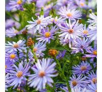 6 x aster à feuilles en cœur - aster cordifolius 'little carlow' - godet 9x9 cm