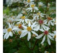 6 x aster à feuilles en cœur - aster cordifolius 'silver spray' - godet 9x9 cm