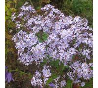 6 x aster à feuilles en cœur - aster 'photograph' - godet 9x9 cm