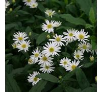 6 x aster 'ashvi' - godet 9x9 cm