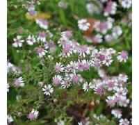 6 x aster d'automne - aster lateriflorus 'horizontalis' - godet 9x9 cm
