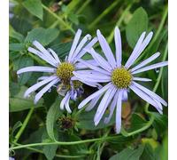6 x aster de frikartii - aster frikartii 'moench' - godet 9x9 cm