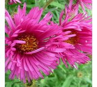 6 x aster de la nouvelle-angleterre - aster novae angliae 'andenken an alma