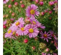 6 x aster de la nouvelle-angleterre - aster novae angliae 'harrington's pink' -