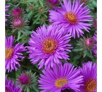 6 x aster de la nouvelle-angleterre 'purple dôme' - aster novae-angliae 'purple