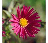 6 x aster grand d'automne - aster novi belgii 'crimson brocade' - godet 9x9 cm