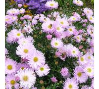 6 x aster grand d'automne - aster novi belgii 'fellowship' - godet 9x9 cm
