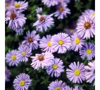 6 x aster grand d'automne - aster novi belgii 'marie ballard' - godet 9x9 cm
